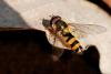 Fagisyrphus cinctus